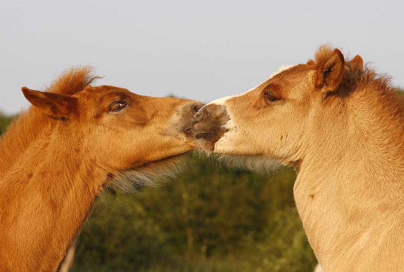 Gabriel und Lysir 7.jpg